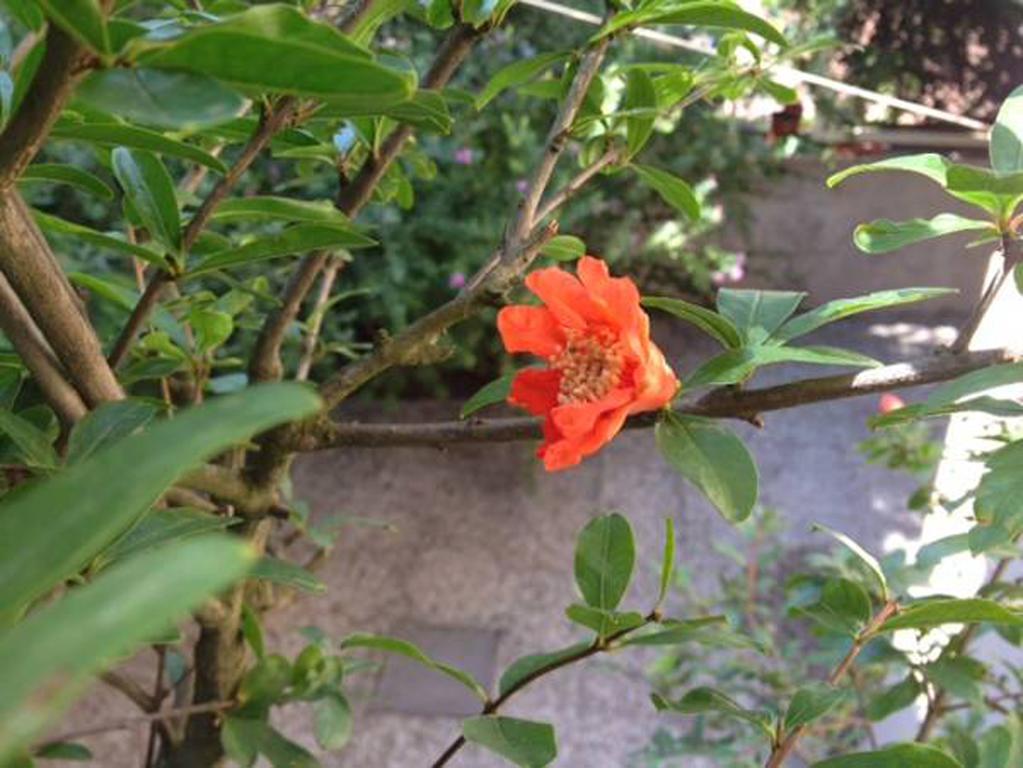 Fiori Al Vaticano68 Rome Bagian luar foto